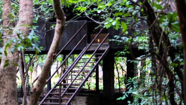 Pench Tiger Reserve Makes History Pench Tiger Reserve Makes History