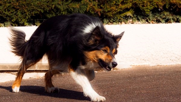 10 Deadliest Animals to Humans