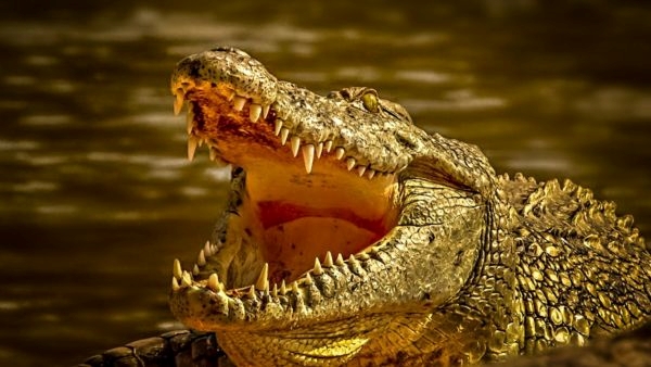 10 Deadliest Animals to Humans