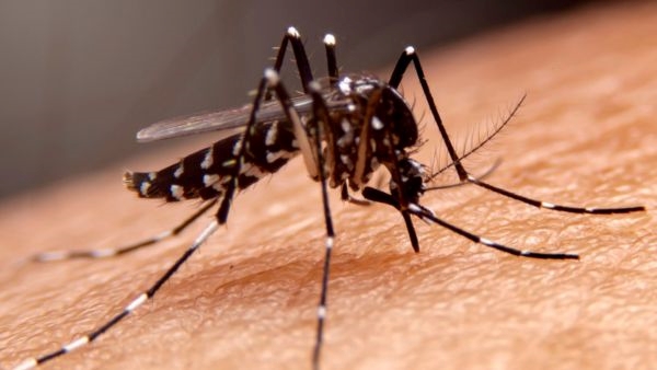 10 Deadliest Animals to Humans