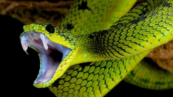 10 Deadliest Animals to Humans