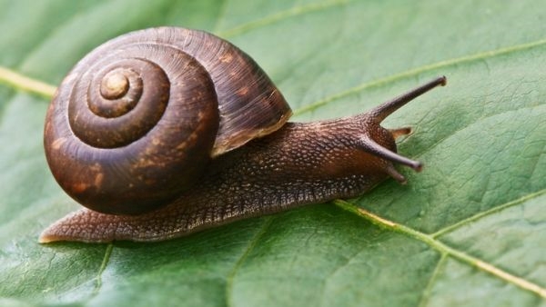 10 Deadliest Animals to Humans