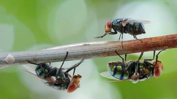 10 Deadliest Animals to Humans