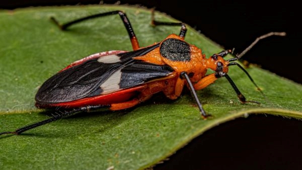 10 Deadliest Animals to Humans