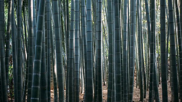 Delhis Unique Bamboo-Themed Park By The Yamuna Delhis Unique Bamboo-Themed Park By The Yamuna