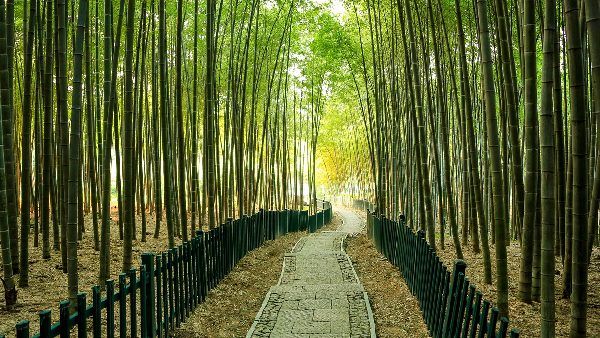 Bamboo-Themed Park Bamboo-Themed Park