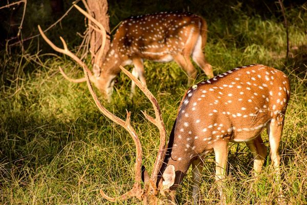 Ranthambore National Park