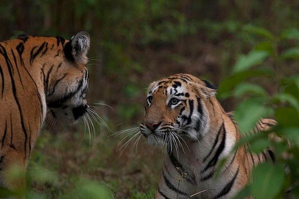 Tadoba Tiger Reserve