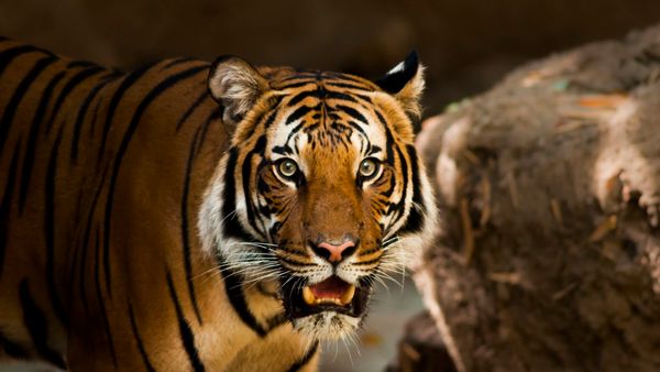 Tadoba Tiger Reserve