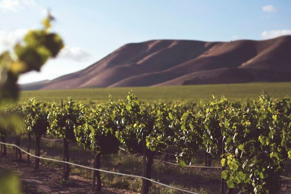 New Zealand vineyard