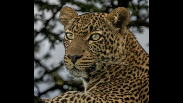 Leopard Safari in Bannerghatta Park 