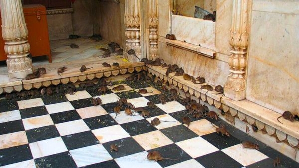 Rats are Worshipped at Karni Mata Temple Rats are Worshipped at Karni Mata Temple