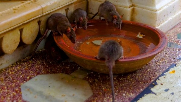 Rats are Worshipped at Karni Mata Temple Rats are Worshipped at Karni Mata Temple
