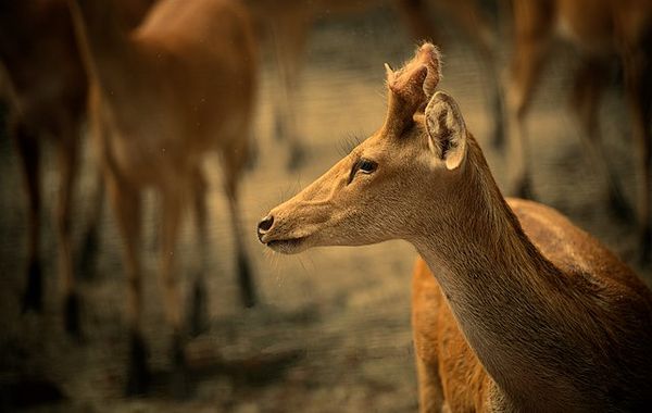 Dudhwa National Park Safari