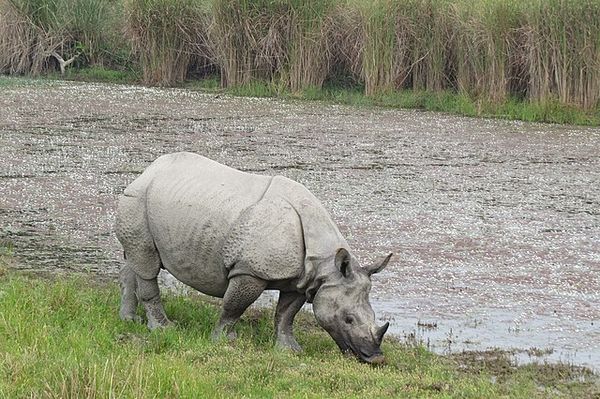 Conservation activities in Dudhwa National Park