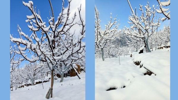Shimla Gets Covered in Fresh Snowfall