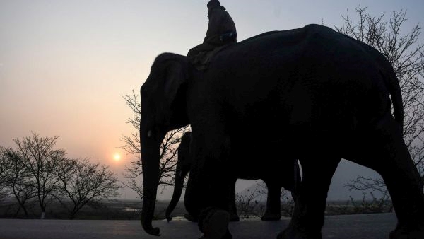 Mathigodu Elephant Camp in Karnataka