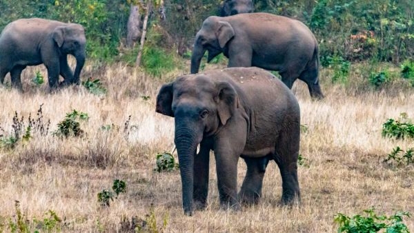 Mathigodu Elephant Camp in Karnataka