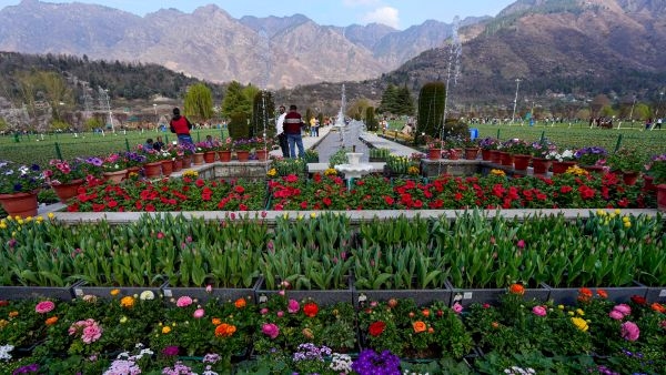 Asia s Largest Tulip Garden in Srinagar Asia s Largest Tulip Garden in Srinagar