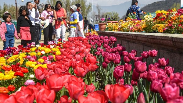 Asia s Largest Tulip Garden in Srinagar Asia s Largest Tulip Garden in Srinagar