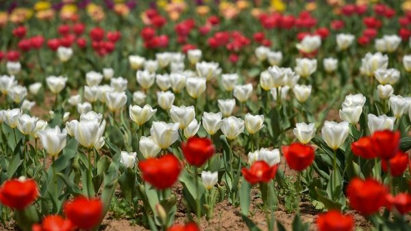 Asia s Largest Tulip Garden in Srinagar Asia s Largest Tulip Garden in Srinagar