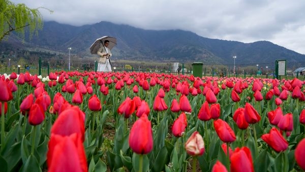 Asia s Largest Tulip Garden in Srinagar Asia s Largest Tulip Garden in Srinagar