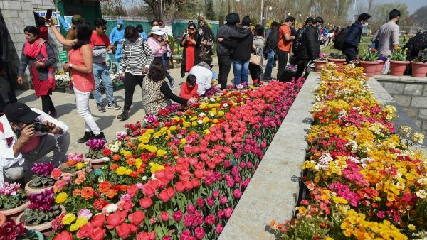 Asia s Largest Tulip Garden in Srinagar Asia s Largest Tulip Garden in Srinagar