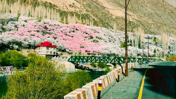 Ladakh s Apricot Blossom Festival 2024 Ladakh s Apricot Blossom Festival 2024
