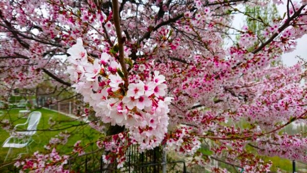 Ladakh s Apricot Blossom Festival 2024 Ladakh s Apricot Blossom Festival 2024