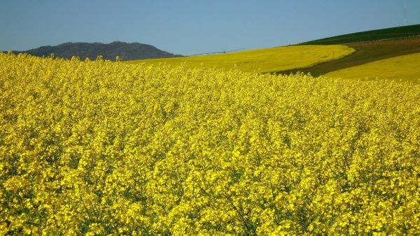 Tourists Explore Kashmir s Mustard Field Tourists Explore Kashmir s Mustard Field