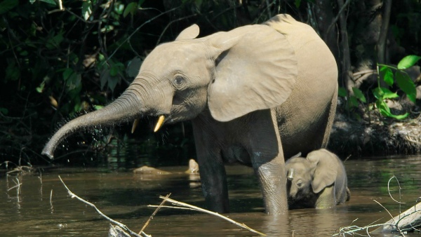 African Forest Elephants