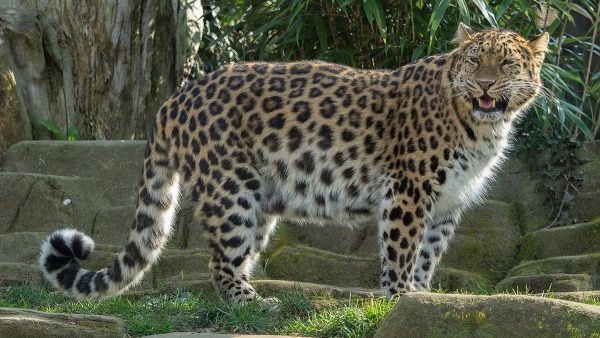 Amur Leopards