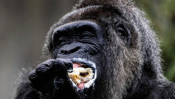 Mountain Gorillas