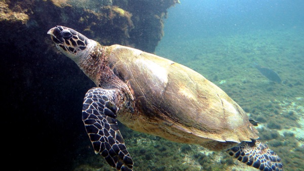 Hawksbill Turtles