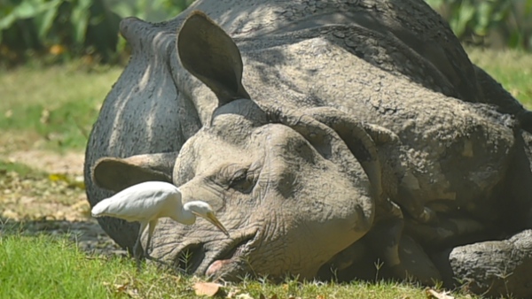 Javan Rhinoceros