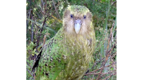 Kakapos