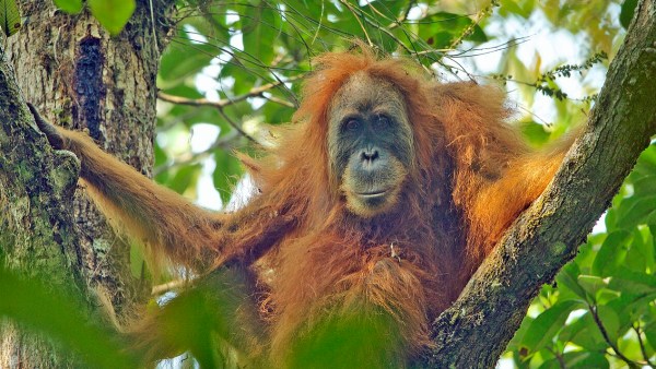 Tapanuli Orangutans