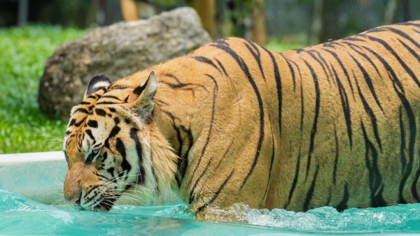 Sunda Island Tigers