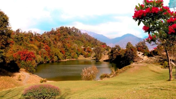 Rhododendrons Blooming in Uttarakhand Rhododendrons Blooming in Uttarakhand