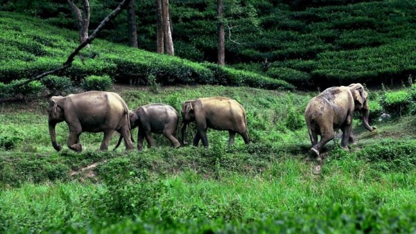 Kaziranga National Park Breaks Records Kaziranga National Park Breaks Records
