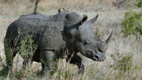 Kaziranga National Park Breaks Records Kaziranga National Park Breaks Records