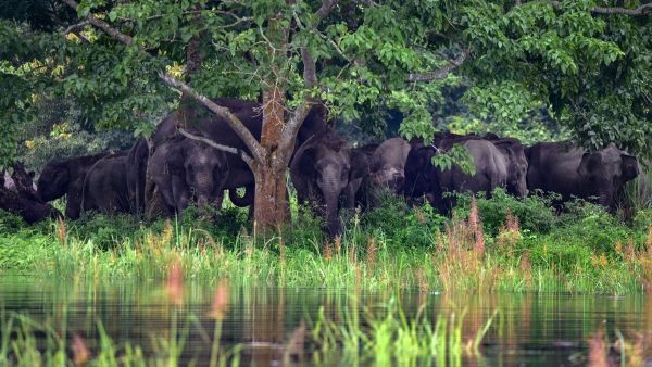 Kaziranga National Park Breaks Records Kaziranga National Park Breaks Records