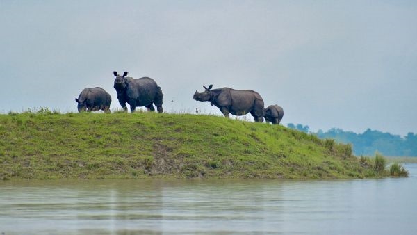 Kaziranga National Park is a special place in Assam India known around the world Here s what you need to know about it 1 Where it is It s in Assam India in the districts of Golaghat and Nagaon It s a UNESCO World Heritage Site which means it s a very important and protected area 2 What it s like The park is huge covering about 1 090 square kilometers 420 square miles It has different kinds of habitats like tall grass marshes and dense forests Many big rivers including the Brahmaputra flow through it 3 Animals you can find there Kaziranga is famous for its Indian rhinoceroses In fact it s home to about two-thirds of all the Indian rhinos in the world There are also other animals like elephants wild water buffalo and swamp deer 4 Why it s important Kaziranga has done a great job of protecting wildlife It s a special place for birds too and it s even recognized by BirdLife International Being near the Eastern Himalayas it has a lot of different animals and plants 5 Protecting tigers Since 2006 Kaziranga has been a Tiger Reserve This means it s an important place for protecting tigers and helping them have babies and live safely 6 Celebrating 100 years In 2005 Kaziranga turned 100 years old It s been a special place for a long time showing how good conservation can work 7 Some trouble In 2017 there was some bad news about Kaziranga A documentary from BBC News said that some people were being hurt in the park to protect the rhinos Because of this BBC News couldn t film in protected areas in India for five years Kaziranga National Park is a treasure in India showing how important it is to protect animals and nature Kaziranga National Park is a special place in Assam India known around the world Here s what you need to know about it 1 Where it is It s in Assam India in the districts of Golaghat and Nagaon It s a UNESCO World Heritage Site which means it s a very important and protected area 2 What it s like The park is huge covering about 1 090 square kilometers 420 square miles It has different kinds of habitats like tall grass marshes and dense forests Many big rivers including the Brahmaputra flow through it 3 Animals you can find there Kaziranga is famous for its Indian rhinoceroses In fact it s home to about two-thirds of all the Indian rhinos in the world There are also other animals like elephants wild water buffalo and swamp deer 4 Why it s important Kaziranga has done a great job of protecting wildlife It s a special place for birds too and it s even recognized by BirdLife International Being near the Eastern Himalayas it has a lot of different animals and plants 5 Protecting tigers Since 2006 Kaziranga has been a Tiger Reserve This means it s an important place for protecting tigers and helping them have babies and live safely 6 Celebrating 100 years In 2005 Kaziranga turned 100 years old It s been a special place for a long time showing how good conservation can work 7 Some trouble In 2017 there was some bad news about Kaziranga A documentary from BBC News said that some people were being hurt in the park to protect the rhinos Because of this BBC News couldn t film in protected areas in India for five years Kaziranga National Park is a treasure in India showing how important it is to protect animals and nature