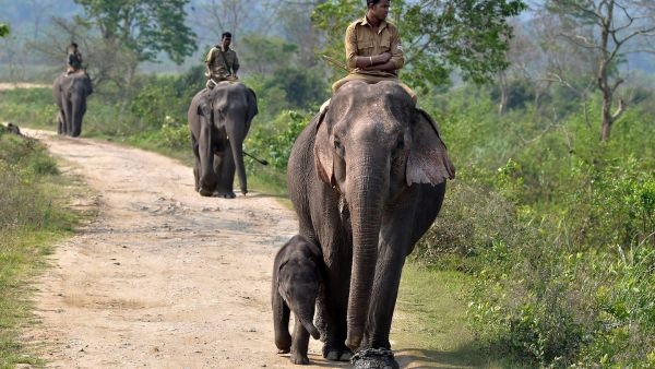 Kaziranga National Park Breaks Records Kaziranga National Park Breaks Records