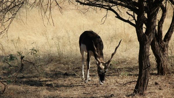 5 Days Itinerary for Gujarat 5 Days Itinerary for Gujarat