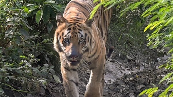 Sikkim Witnesses Royal Bengal Tiger Sikkim Witnesses Royal Bengal Tiger