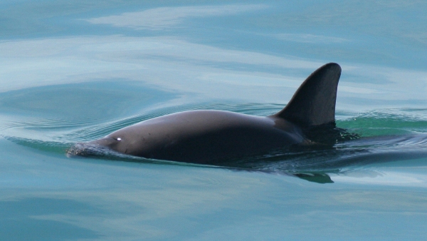 vaquita