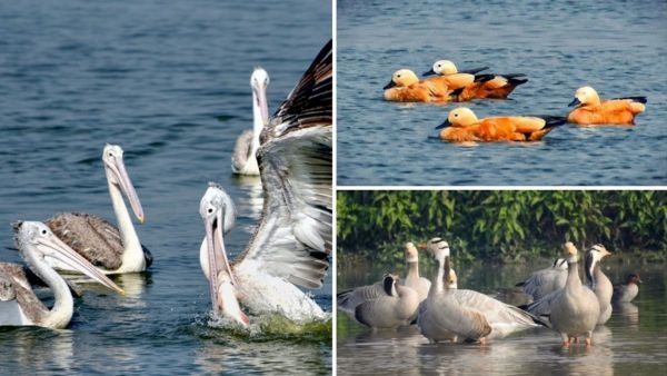 Nagi and Nakti Sanctuaries in Bihar