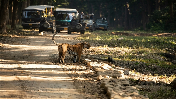 India s Largest Leopard Safari Open Now India s Largest Leopard Safari Open Now