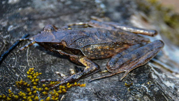 Horned Frog Discovered
